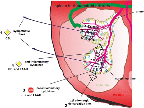 Possible effects of CB1 antagonism and fatty acid amid hydrolase (FAAH) inhibition on spleen. The healthy spleen is sympathetically innervated and β-adrenergic signaling prevails. Arthritis leads to a loss of sympathetic fibers and β-adrenergic signaling is decreased in favor of pro-inflammatory α-adrenergic signaling (1). The different signaling zones are depicted by dotted lines. Hypothetically, CB1 antagonism leads to increased secretion of norepinephrine and its co-transmitters from sympathetic terminals. While the β-adrenergic zone would be increased (indicated by dotted arrows) (2), pro-inflammatory cytokine production (3) can be decreased with a concomitant rise in anti-inflammatory cytokines (4). Anti-inflammatory effects of β-adrenergic signaling are supported by direct effects of CB1 antagonists on immune cells and FAAH substrates engaging TRPV1 and possibly other anti-inflammatory receptors. The STOP symbol indicates inhibition, the PRIORITY ROAD symbol indicates an enhancement of a given effect. The involved mechanism (CB1 or FAAH) is given below the symbols