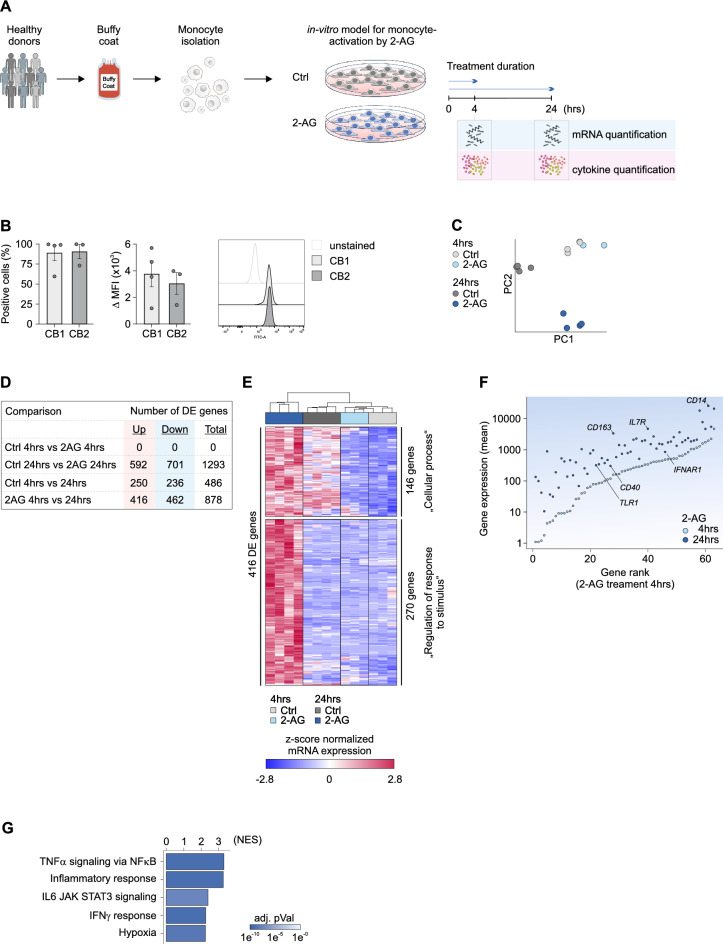 2-AG induces transcriptomic changes in human monocytes with pro-inflammatory features. (A) Shema of in vitro culture of human monocytes isolated from buffy coats of healthy donors. Monocytes are cultured in presence and absence of 2-AG for up to 24 h. (B) Bar charts of flow cytometry analysis of the endocannabinoid receptors CB1 and CB2 on human monocytes which serve as receptors for 2-AG. (C) Principle component analysis of the transcriptomes of monocytes treated with 2-AG and respective controls. (D) Overview on the number of differentially expressed (DE) genes identified by 2way-ANOVA with a fold-change of |1.5| and p-Value < 0.05. (E) Heatmap of 416 genes which were significantly up-regulated in its expression by 2-AG. Genes were categorized in to clusters according their GO (gene ontology) term categorization. (F) Dot plot for the 270 2-AG induced genes belonging to the GO term “Regulation of response to stimulus”. Gene of the top 2-AG induced surface markers are marked in the plot. (G) Bar chart of the top 5 enriched hallmark gene sets in transcriptomic data sets of human monocytes cultured for 24 h in the presence of 2-AG compared to monocytes cultured for 24 h without 2-AG. (n = 3–4).