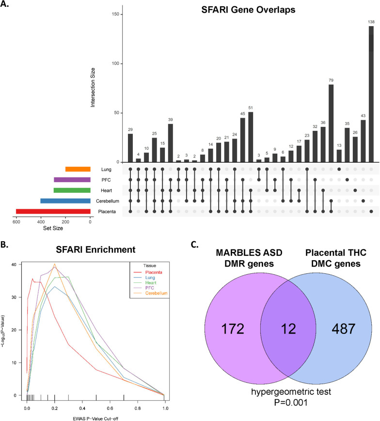 Candidate autism spectrum disorder genes are enriched among prenatal THC-DMCs for each tissue type. A UpSet plot of the overlap of SFARI genes annotated to one or more DMC for each tissue. The y-axis represents the number of intersections for each combination of sets across the x-axis. Twenty-nine SFARI genes were represented in DMC lists across all five tissues. B THC-DMC-associated genes were tested for enrichment for SFARI genes across a range of p value thresholds. The x-axis indicates p value threshold for association and the y-axis indicates the − log10 p value for enrichment at each threshold. Line colors represent unique tissues. C Venn diagram demonstrates the overlap of genes annotated to ASD DMRs in a prospective birth cohort study (MARBLES) with placental THC DMC genes. The hypergeometric test was used to test for significance of overlap