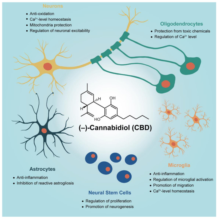 Reported CBD actions on neural cells.