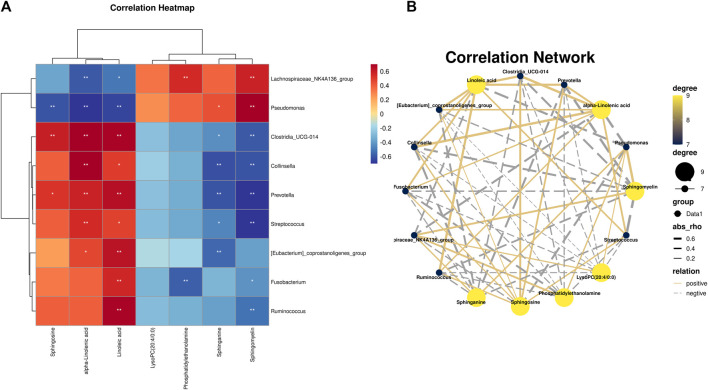 (A) Pearson analysis of 7 potential biomarkers and 9 key difference gut microbes. (B) Correlation network maps of 7 potential biomarkers and 9 key differentiating gut microbes are shown.