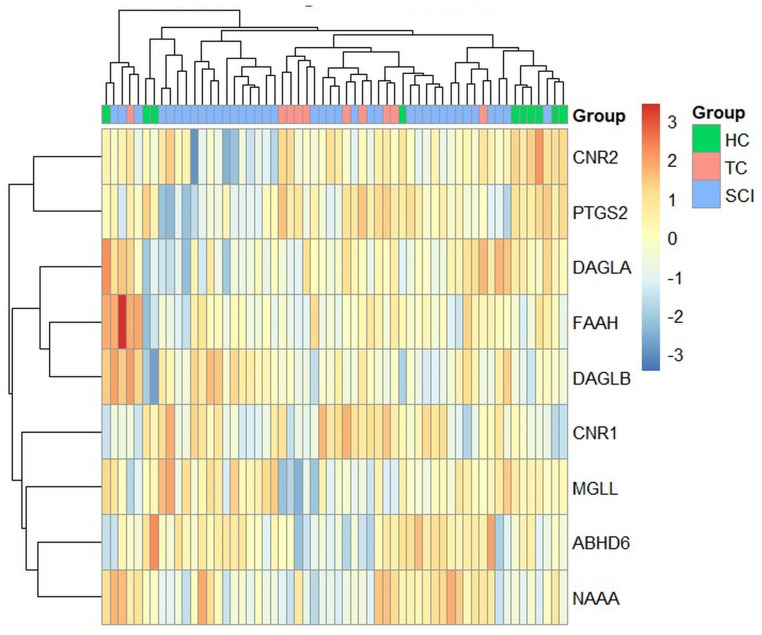 Human endocannabinoid-system gene expression profile in SCI blood (GSE151371). Heatmap showing scaled expression patterns of ECS-related genes across healthy controls (HC), non-CNS trauma controls (TC), and SCI patients. Samples are annotated by group status. The heatmap includes CNR2, PTGS2, DAGLA, FAAH, DAGLB, CNR1, MGLL, ABHD6, and NAAA. Differential expression analysis comparing SCI patients with healthy controls identified significant downregulation of CNR2 and PTGS2 and upregulation of DAGLB.