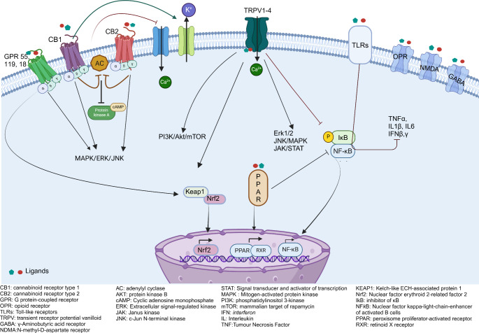 Schematic representation of the downstream pathways of cannabinoid receptors described in the text. (Created with BioRender.com)