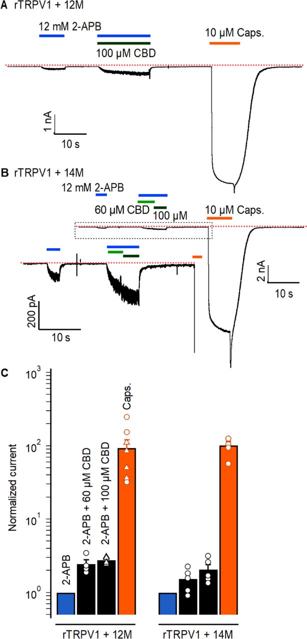 Cumulative substitutions at non-conserved positions in the rTRPV1 pore do not enhance sensitization.Representative time courses for (A) rTRPV1-12M channels (E570Q + M572V + C578L + M581L + S592A + T593V + V595L + T597S + S632D + T633A + T650Q + I660L) or (B) rTRPV1-14M channty54rels (E570Q + M572V + C578L + M581L + S592A + T593V + V595L + T597S + S632D + T633A + Y653L + D654R + T650Q + I660L) displaying sensitization by CBD of the response to 12 mM 2-APB. The red dotted line indicates the zero-current level. The insert in (B) is a magnification of the region within the dotted box. Concentrations of 60 or 100 µM CBD were tested in separate experiments for rTRPV1-12M and in the same experiment for rTRPV1-14M. (C) Group data for the experiments in (A) and (B), showing leak-subtracted current responses to each of the stimuli, normalized to the current magnitude in the presence of 12 mM 2-APB. Data points from individual experiments are shown as open symbols. The triangles are not normalized capsaicin response in the experiments for rTRPV1-12M and 100 µM CBD. Data are shown as mean ± SEM (n = 4 for rTRPV1-12M and 60 or 100 µM CBD; n = 5 for rTRPV1-14M). Figure 7 – source data 1. Excel file with group data from electrophysiological recordings of CBD- dependent sensitization shown in Figure 7.