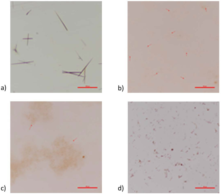 Light microscopy images for pigmented oils. (a) Hemp seed oil (scale bar = 100 µm); (b) flaxseed oil (red arrows point to crystals, scale bar = 50 µm); (c) cold-pressed linseed oil (red arrows point to crystals, scale bar = 50 µm); (d) MCT oil (scale bar = 50 µm).