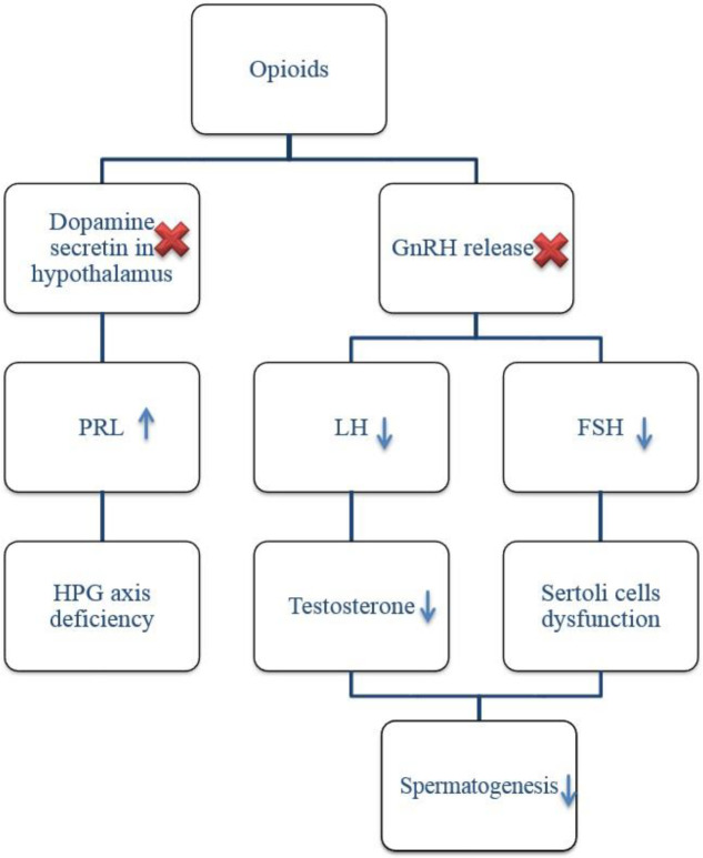 Opioids could inhibit the hypothalamus with either decreased GnRH secretion or level of dopamine which results in HPG impairment and abnormal spermatogenesis
