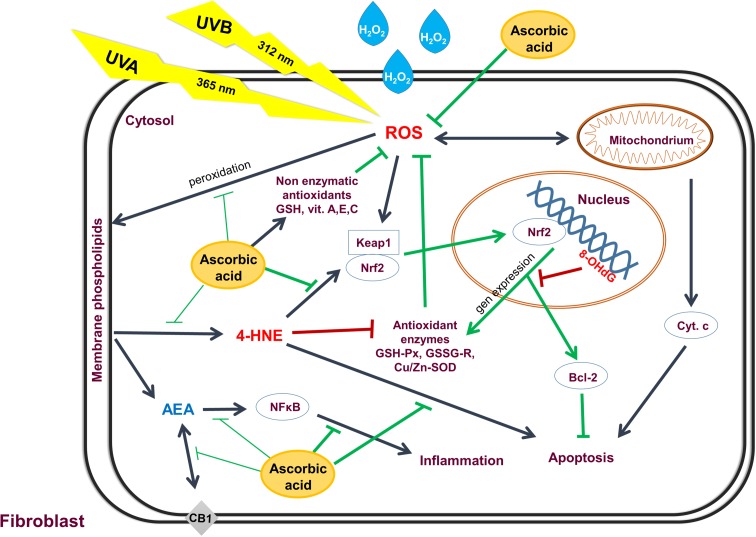 A scheme summarizing the ascorbic acid effect on ROS generation, lipid mediators and its consequences for the redox homeostasis in fibroblasts following exposure to UVA and UVB radiation, as well as H2O2 treatment