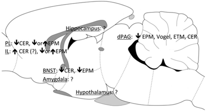 Brain sites associated with the anxiolytic effects of CBD. PL, prelimbic mPFC; IL, infralimbic mPFC; BNST, bed nucleus of the stria terminallis; dPAG, dorsal periaqueductal gray; EPM, elevated plus maze; CER, conditioned emotional response; ETM, elevated T-maze.