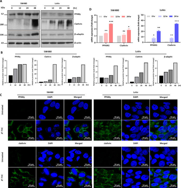Regulation of vesicle formation by Δ9-THC. (A) Western blot analysis was performed in SW480 and LoVo cells treated with 40 μM Δ9-THC for 12, 24 and 48 h. Changes in the expression of vesicle formation-related proteins were confirmed by Western blot analysis. (B) Densitometric analysis was performed with Western blot images obtained from Δ9-THC treated SW480 and LoVo cell lysates. (C) PPARγ and clathrin expression was analyzed by immunostaining. Immunostaining was performed in SW480 and LoVo cells treated with 40 μM Δ9-THC for 24 h. (D) qRT-PCR analysis was performed in SW480 and LoVo cells treated with 40 μM Δ9-THC for 12 and 24 h. The expression of vesicle formation-related genes was changed by Δ9-THC treatment
