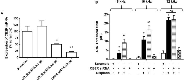 Knock-down of CB2R expression by siRNA increases the sensitivity to cisplatin-induced hearing loss. (A) Rats were administered either scramble siRNA (0.9 μg) or increasing doses of CB2R siRNA (0.3, 0.6, and 0.9 μg) by trans-tympanic injections. The animals were sacrificed 48 h later and mRNA was assessed for CB2R expression by real-time RT-PCR. CB2R siRNA knocked down CB2R gene expression by ∼50 and ∼80% using 0.6 μg and 0.9 μg, respectively. Data are represented as % expression ± SEM (n = 3). ∗p < 0.05 vs. scramble siRNA and ∗∗p < 0.05 vs. CB2R siRNA 0.6 μg. (B) Baseline ABR was recorded in rats administered with either a scramble siRNA or CB2R siRNA by trans-tympanic injections for 48 h. Cisplatin (11 mg/kg, i.p.) was then administered and post-ABR was recorded 72 h later. There was no significant change in ABR threshold shift in the animals treated with scramble siRNA or CB2R siRNA alone. Pre-treatment with CB2 siRNA (0.9 μg) followed by cisplatin significantly potentiated cisplatin-induced hearing loss at 8 and 16 kHz. Data are represented as mean ± SEM. ∗p < 0.05 vs. scramble siRNA and ∗∗p < 0.05 vs. cisplatin (n = 6, one-way ANOVA).