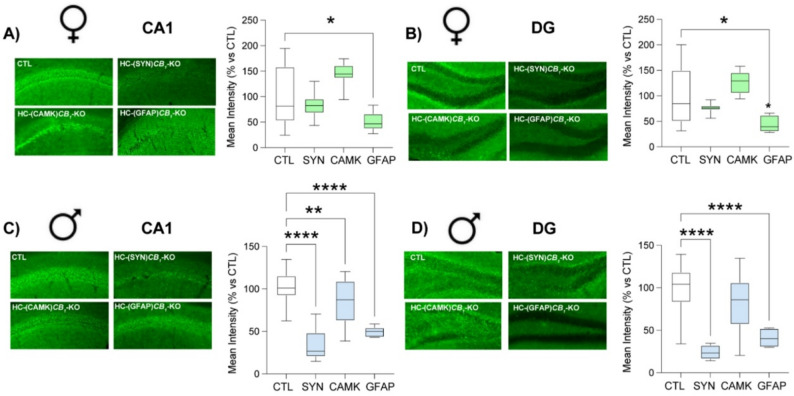 Hippocampal CB1 deletion. Quantification of CB1 immunofluorescence in the CA1 (A, C) and DG (B, D) regions of the hippocampus five weeks after the injection of AAV expressing Cre recombinase under different cell-type–specific promoters: the pan-neuronal promoter SYN, the glutamatergic promoter CAMKII, and the astrocytic promoter GFAP, in both female (A, B) and male (C, D) mice. Statistical analysis by One-Way ANOVA test followed by Holm-Sidak’s multiple comparison tests; * p < 0.05, ** p < 0.01, ****p < 0.0001 vs. CTL. See Table S1 for detailed statistics