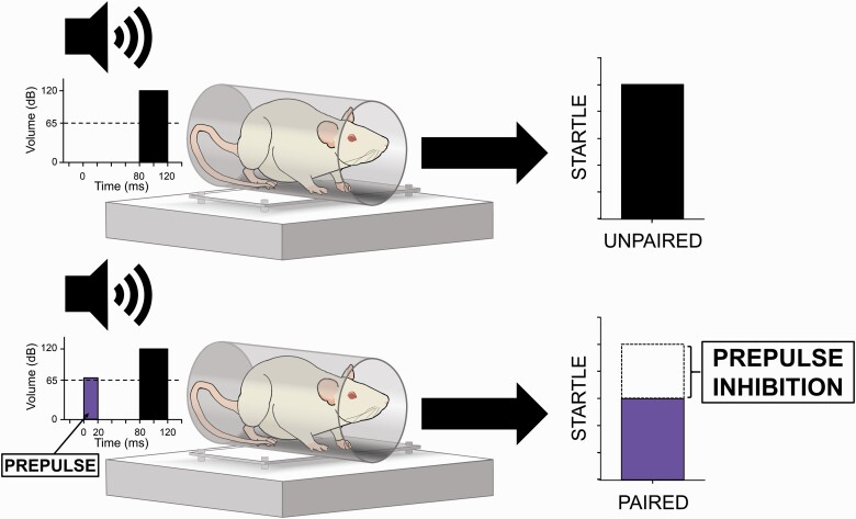 Prepulse inhibition (PPI) of the acoustic startle response (ASR). PPI is the process by which the ASR to a sudden high-intensity stimulus (top) is substantially reduced when that stimulus is immediately preceded by a much lower intensity, non-startling stimulus (bottom). Stimulus onset and magnitude of these two conditions is indicated at left, with background noise levels represented by horizontal dotted lines. Response magnitude is indicated at right (arbitrary units). PPI is reported as percent decrement of the ASR and is calculated using the average ASR magnitudes elicited by prepulse-paired (bottom) and unpaired (top) high intensity stimuli.