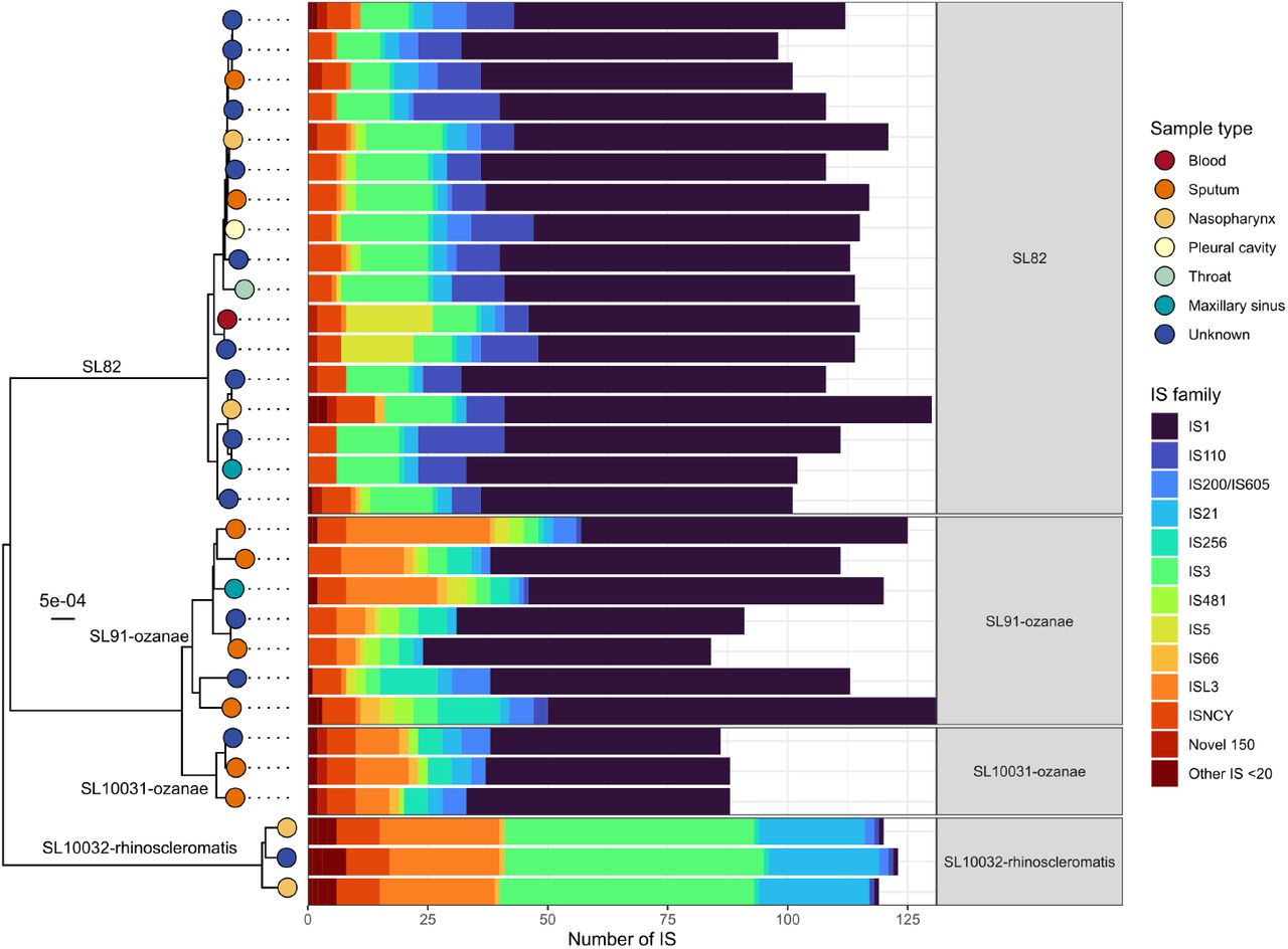 IS family prevalence differ between K. pneumoniae sub-lineagesDistribution of Insertion Sequence (IS) families across the four most IS-dense sub-lineages, aligned against a neighbour-joining tree generated from core k-mers, whereby each tip represents a unique genome and is coloured by the sample type. Only complete genomes with plasmids filtered out were used in this analysis.