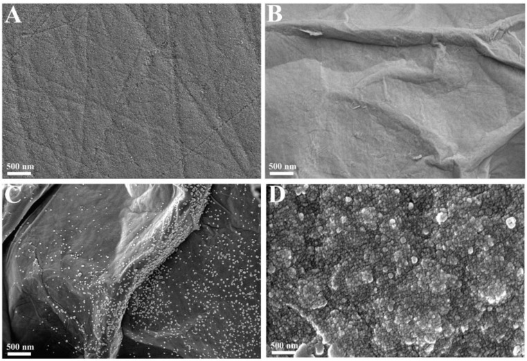 SEM top-view images of (A) bare GCE, (B) GO/GCE, (C) AuNP-rGO/GCE, and (D) MIP/AuNP-rGO/GCE.