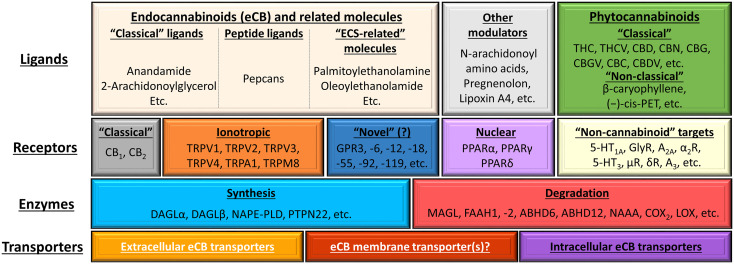 Overview of the (endo)cannabinoid system and its putative connections to other signaling systems. The figure was adapted and modified from (190) originally licensed under CC-BY, version 4.0. 5-HT, 5-hydroxytryptamine (serotonin) receptor; A2A and A3, adenosine 2A and 3 receptors; ABDH6 and -12, α/β-hydrolase domain containing 6 and 12; CBC, (-)-cannabichromene; CBD, (-)-cannabidiol; CBDV, (-)-cannabidivarin; CBG, (-)-cannabigerol; CBGV, (-)-cannabigerovarin; CBN, (-)-cannabinol; (-)-cis-PET (–),-cis-perrottetinene; COX2, cyclooxygenase-2; DAGL, diacylglycerol lipase; eCB, endocannabinoid; FAAH, fatty acid amide hydrolase; GPR, G protein-coupled receptor; LOX, lipoxygenase; MAGL, monoacylglycerol lipase; NAAA, N-acylethanolamine hydrolyzing acid amidase; NAPE-PLD, N-acyl phosphatidylethanolamine-specific phospholipase D; PPAR, peroxisome proliferator-activated receptor; PTPN22, protein tyrosine phosphatase non-receptor type 22; THC, (-)-trans-Δ9-tetrahydrocannabinol; THCV, (-)-Δ9-tetrahydrocannabivarin; TRP, transient receptor potential ion channel.