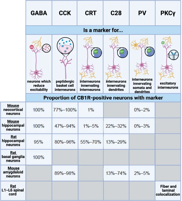 Graphical representation of the co-localization of CB1R with common neuronal markers in the central nervous system.A grey box indicates that the available literature does not report the proportion of CB1R-positive neurons expressing the specified marker. Created with BioRender.com. C28: Calbindin D-28K; CB1R: cannabinoid receptor 1; CCK: cholecystokinin; CRT: calretinin; GABA: gamma aminobutyric acid; PKCg: protein kinase C gamma; PV: paravalbumin.