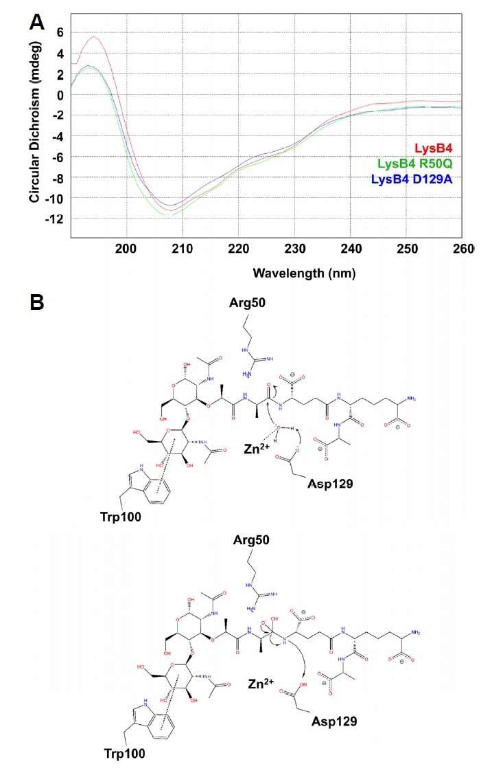 The CD profiles and a putative endopeptidase mechanism of LysB4(A). The circular dichroism (CD) profiles of the wild type LysB4 (red), LysB4 R50Q (green), and LysB4 D129A (blue). (B). One water molecule coordinating Zn2+ is deprotonated by Asp129 residue (top). Then, the deprotonated water executes a nucleophilic attack on a carbonyl carbon of the peptide bond between L-alanine and D-glutamic acid in peptidoglycan stem peptide (top). In the next intermediate step, the Arg50 residue stabilizes the negatively charged tetrahedral intermediate (bottom).