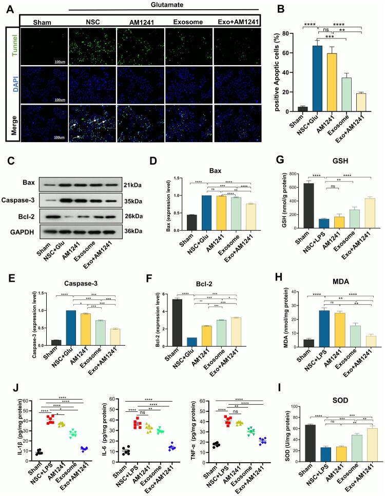 In Vitro Pretreated Exo + AM1241 Protects NSCs by Inhibiting LPS-Induced Inflammation, Oxidative Stress, and Glutamate-Induced Neural Loss. (A) Apoptosis in primary rat spinal cord neurons was visualized using TUNEL (green) and DAPI (blue) staining, with white arrows indicating apoptotic cells in the control group. (B) Histogram: TUNEL+/DAPI + area, showing Exo + AM1241 pretreatment significantly reduced glutamate-induced apoptic cells (n = 3, Scale bar = 50 µm). (C) Immunoblotting of apoptosis-related proteins. (D-F) Relative expression of apoptosis proteins normalized to GAPDH: Exo + AM1241 increased anti-apoptotic Bcl-2 and decreased pro-apoptotic Bax and cleaved caspase-3 (n = 3). (G) GSH activity. (H) MDA content. (I) SOD activity (n = 3). (J) ELISA of IL-1β, IL-6, and TNF-α in LPS-induced NSC (activated) microglial cells: Exo + AM1241 significantly suppressed cytokine production compared to single treatments (n = 6, mean ± SD, p* < 0.05, p** < 0.01, p*** < 0.001, p**** < 0.0001).