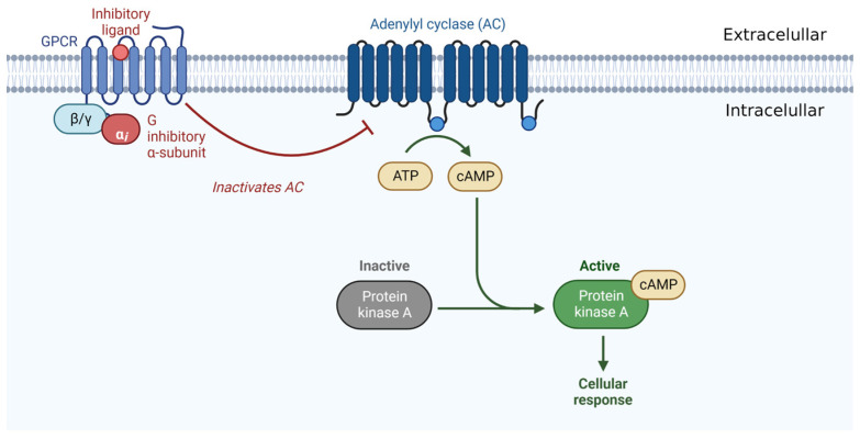 Illustration of a receptor belonging to the large family of GPCRs.