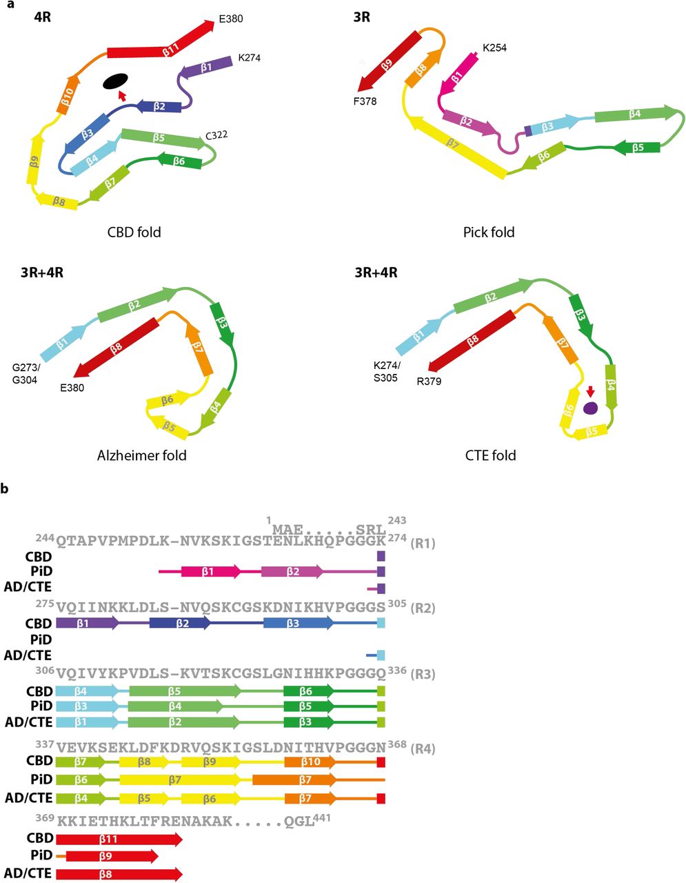 Structures of tau filament cores from human brain.(a), Protofilament from corticobasal degeneration (CBD fold), a 4R tauopathy; protofilament from Pick’s disease (Pick fold), a 3R tauopathy; protofilaments from Alzheimer’s disease (Alzheimer fold) and chronic traumatic encephalopathy (CTE fold), both 3R + 4R tauopathies. Red arrows point to the internal, non-proteinaceous densities in CBD and CTE folds. (b), Schematic depicting the microtubule binding repeats (R1-R4) of tau and the sequence after R4, with the β-strands found in the cores of tau filaments in the different diseases marked by thick arrows.