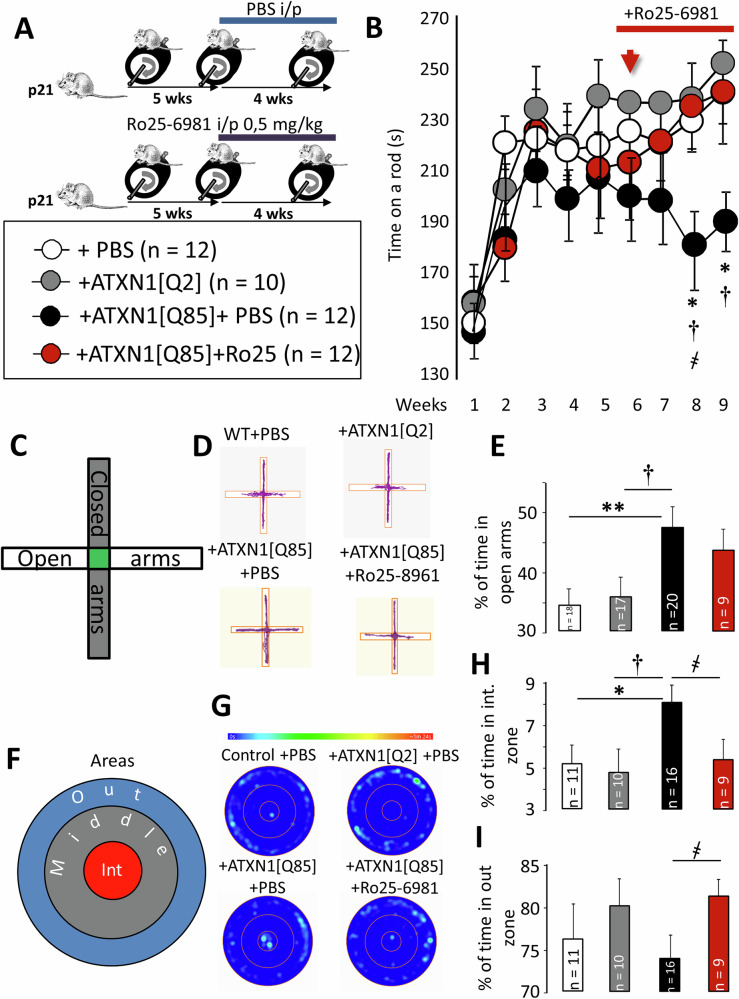 Effects of long-term Ro25-6981 administration on motor learning and anxiety in SCA1 model mice.A Experimental design and rotarod training protocol. B The diagram shows the mean ± SEM time spent on the rotarod. The arrow indicates the start of daily intraperitoneal Ro25-6981 administration. Ro25-6981 rescued the ataxic phenotype beginning from week 8 of training (PATXN1[Q2]/ATXN1[Q85] = 0.028; PATXN1[Q85]+PBS/ATXN1[Q85]+Ro25-6981 = 0.035; one-way ANOVA with Tukey HSD post hoc). C Diagram of the elevated plus maze. D Cumulative movement maps of mice in the elevated plus maze arms. E Graph showing the mean % of time spent in the open arms. SCA1 model mice spent significantly more time in the open arms (PATXN1[Q2]/ATXN1[Q85] = 0.021; PATXN1[Q85]+PBS/ATXN1[Q85]+Ro25-6981 = 0.90; one-way ANOVA with Tukey HSD post hoc). F Zone layout in the open field test. G Heat maps of mouse movement in the open field. The color scale indicates time spent in a location, ranging from blue (0 s) to red (90 s). H Graph showing the mean ± SEM % of time spent in the internal zone of the open field test. SCA1 model mice spent more time in the internal zone; SCA1 model mice spent less time in the external zone; Ro25-6981 returned these values to levels observed in the control groups (PATXN1[Q2]/ATXN1[Q85] = 0.042; PATXN1[Q85]+PBS/ATXN1[Q85]+Ro25-6981 = 0.046; one-way ANOVA with Tukey HSD post hoc). I Graph showing the M ± SEM % of time spent in the external zone of the open field test. Ro25-6981 significantly increase these values (PATXN1[Q2]/ATXN1[Q85] = 0.157; PATXN1[Q85]+PBS/ATXN1[Q85]+Ro25-6981 = 0.038; one-way ANOVA with Tukey HSD post hoc). n = number of animals tested. Statistical significance was determined by ANOVA. * – significant difference between PBS and ATXN1[Q85]-expressing mice. † – significant difference between ATXN1[Q2]-expressing and untreated ATXN1[Q85]-expressing mice. ҂ – significant difference between untreated ATXN1[Q85] mice and ATXN1[Q85] mice treated with long-term Ro25-6981. *, †, ҂p < 0.05; **p < 0.01.