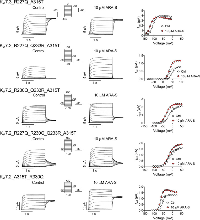 Specific charge-neutralizing mutation in hKV7.3 reduces ARA-S effect. Representative current traces and corresponding G(V) curve for indicated mutants before and after application of 10 µM ARA-S. Insert of used voltage clamp protocol. Note the unstable current amplitude of hKV7.3_R227Q_A315T, which prevented GMAX determination.