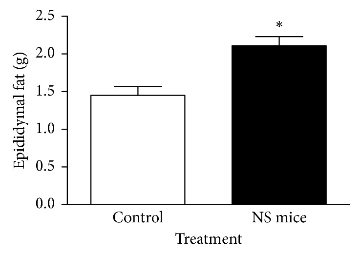 Effect of nociceptive stress during lactation on total amount of epididymal fat of adult control and NS mice. ∗P < 0.05 (Mann–Whitney U test; mean ± SEM; n=14 mice/group).
