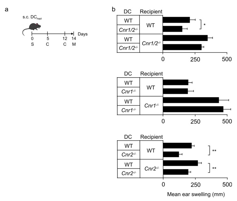 Reduced hapten-induced contact hypersensitivity upon transfer of cannabinoid receptor 2 (CB2)-deficient dendritic cells (DCs) into recipient mice. (a) Mice were sensitized (S) by subcutaneous (s.c.) injection of haptenized DCs and challenged (C) with 2,4-dinitro-1-fluorobenzene (DNFB). Ear swelling (M) was measured 48 h after the second challenge. (b) Mean ear swelling 48 h after the second challenge with DNFB (± SEM, n = 5 mice/group) in wild type (WT), Cnr1/2−/−, Cnr1−/− and Cnr2−/− mice sensitized with WT DCs, Cnr1−/−/Cnr2−/− DCs (top), Cnr1−/− DCs (middle) and Cnr2−/− DCs (bottom). Experiments were repeated two times with similar results. * p < 0.05, ** p < 0.01.