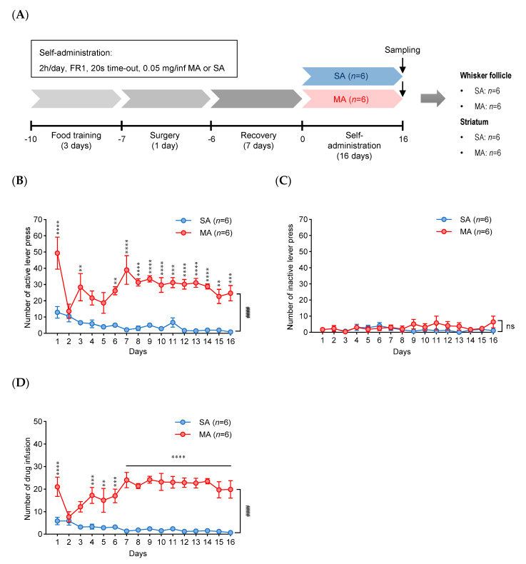 Methamphetamine (MA) self-administration. (A) The schematic diagram of the experimental timeline of saline (SA) or methamphetamine (MA) self-administration (n = 6 per group). (B,C) The numbers of active and inactive lever presses by SA or MA self-administration. (D) The number of infusions during MA self-administration at 0.05 mg/kg (2 h/day, fixed-rate 1 (FR1), 20 s time-out). Data were displayed as mean ± SEM (n = 6/group) and were subjected to two-way repeated measure ANOVA, followed by Bonferroni’s multiple comparison post hoc test: ** p < 0.01, *** p < 0.001, and **** p < 0.0001 on each day; #### p < 0.0001 between groups; ns, not significant.
