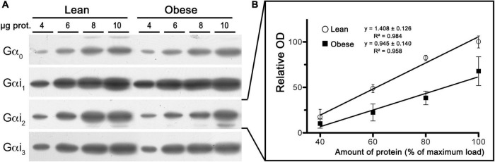 Expression analysis of Gαi/o subunits in crude membranes of mPCx from lean and obese Zucker rats. (A) Representative images of immunoblots using specific antibodies against different Gαi/o subunits. Increasing amounts of mPCx membrane samples from lean and obese Zucker rats. (B) Linear regression analysis comparing the relative optical density measurements of Gαi2-immunoreactivity in crude membrane samples of mPCx from lean (°) and obese (∙) Zucker rats. The correlation coefficients are provided. Data presented are means ± SEM of three independent experiments.