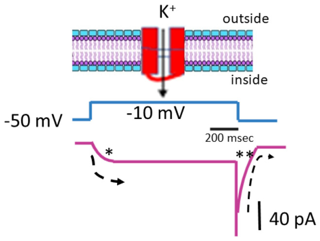 Biophysical characteristics of the M-type K+ current (IK(M)) present in pituitary GH3 cells. The cells were immersed in a high-K+ (145 mM) Ca2+-free solution with a reversal potential of around 0 mV, while we filled the recording pipette with a K+-enriched solution. The top diagram depicts a simplified schematic representation of a cell membrane (lipid bilayer) containing a KM (KV7x or KCNQx) K+ channel. The solid arrow in the top diagram points to the activation of IK(M) in response to membrane depolarization, with K+ ions moving inward. The middle diagram shows the voltage-clamp protocol (indicated in black), where the holding potential was set to −50 mV, and a depolarizing pulse was applied from −50 to −10 mV for a duration of 1 s. The bottom diagram represents a schematic representation of the IK(M) trace (indicated in purple). The asterisk (*) marks the activation phase of the current, while the double asterisk (**) indicates the deactivation phase. The dashed curve illustrates the activation and deactivation time courses of IK(M) in response to membrane depolarization.