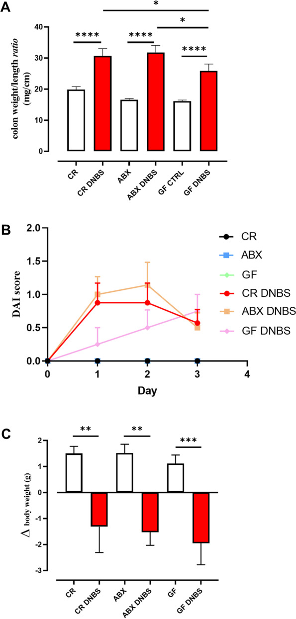 Effect of DNBS administration in conventionally raised (CR), antibiotic-treated (ABX) and germ-free (GF) mice on macroscopic inflammatory parameters. (A) colon weight/colon length ratio, (B) disease activity index (DAI) score and (C) body weight loss. DNBS was rectally injected into the mouse colon at the dose of 120 mg/kg; ABX mice received an antibiotic cocktail (ampicillin, streptomycin and clindamycin 1 mg/mL each) starting 14 days before DNBS administration and for the whole length of the experiment. Mice were killed three days after DNBS administration. Data are expressed as mean ± SEM of 6–8 mice for each experimental group. Data were statistically analyzed using two-way ANOVA followed by the Fisher’s LSD test. *p < 0.05, **p < 0.001, ***p < 0.001 and ****p < 0.0001. The DAI score of the CR, ABX and GF CTRL groups was always equal to 0