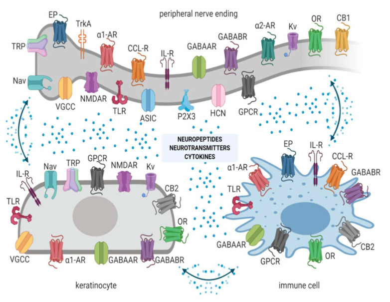 Peripheral nerve endings, keratinocytes, and immune cells express ion channels and receptors and release numerous signaling molecules to create a complex interaction, involved in physiological nociception and neuropathic pain (NP) generation. Abbreviations: Nav—voltage-gated sodium channels, TRP—transient receptor potential channels, VGCCs—voltage-gated calcium channels, NMDAR—N-methyl-D-aspartate receptors, ASIC—acid-sensing ion channels, TLR—Toll-like receptors, α1-AR—α1 adreno receptors, α2-AR—α2 adreno receptors, EP—prostaglandin E2 receptors, GABAAR—gamma-aminobutyric acid receptors A, GABABR—gamma-aminobutyric acid receptors B, Kv—voltage-gated potassium channels, OR—opioid receptors, CB1, CB2—cannabinoid receptors type 1 or 2, CCL-R—chemokine receptors, IL-R—interleukin receptors, TrkA—tropomyosin receptor kinase A, HCN—hyperpolarization-activated cyclic nucleotide-gated channels, P2X3—P2X purinoceptors 3, GPCR—G protein-coupled receptors, TLR—Toll-like receptors. Created with BioRender.com.