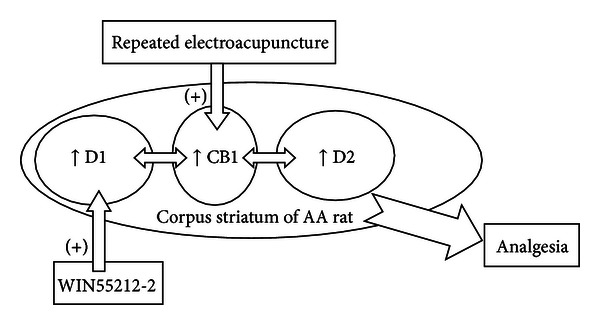 A hypothetical diagram illustrating the EA action that is mediated by CB1 in the adjuvant arthritis (AA) rat. The intra-articular injection of Complete Freund's adjuvant (CFA) promotes the expression of CB1, D1, and D2. EA stimulation at specific acupoints results in a much higher expression of these three receptors, but the CB1 receptor antagonist AM251 can reverse these antinociceptive effects. Compared to the action of WIN55212-2, EA mainly produces its effects by upregulating the cross-modulation of dopamine receptors and CB1 in the corpus striatum, while WIN55212-2, which is a potent CB1 receptor agonist, exerts its function on the relationship between CB1 and D1 for pain relief.