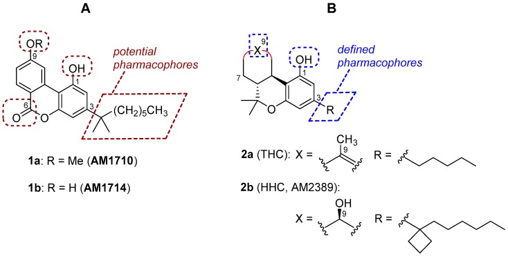(A), structures of AM1710 and AM1714 and potential pharmacophores of the cannabilactone template. (B), representative tetrahydrocannabinol (THC) and hexahydrocannabinol (HHC) analogs with the well-defined pharmacophoric regions.