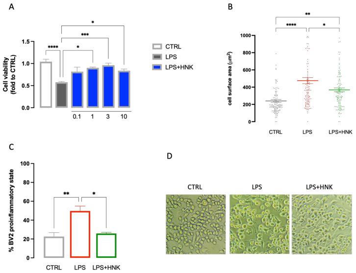 Anti-inflammatory effect of HNK on LPS-stimulated BV2 cells. (A) Dose-response curve for the prevention by HNK (0.1–10 µg/mL) of cell viability reduction induced by LPS stimulation (250 ng for 24 h). (B) HNK (3 µg/mL) reduced the increase in the cell surface induced by LPS stimulation. (C) HNK (3 µg/mL) reduced the number of BV2 cells in the proinflammatory state after LPS stimulation. (D) Scale bar 100 µM. Representative images of LPS-stimulated BV2 cells. * p < 0.05, ** p < 0.01, *** p < 0.001, **** p < 0.0001.