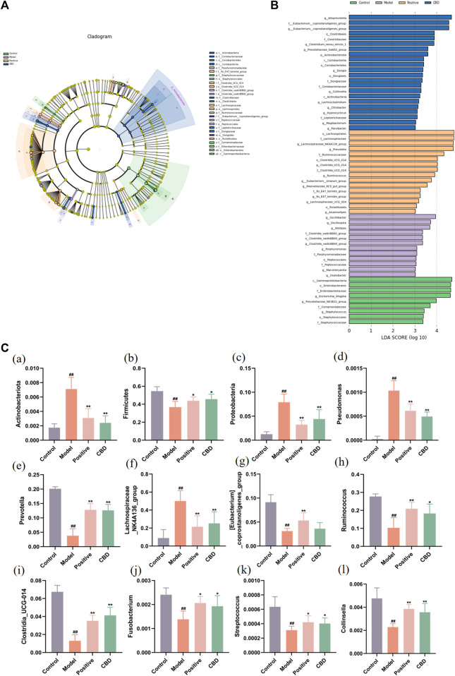Analysis of the LEfSe. (A) Histogram of LDA value distribution. The longer the length, the higher the degree of influence. (B) Cladogram. The circles radiating from the inside out represent the classification level from boundary to genus. The diameter of small circles is proportional to the relative abundance. Yellow indicates the biomarkers with no significant difference, and the biomarkers with a significant difference were colored with the group. (C) (a–c) Analysis of bacterial flora with a significant difference in phylum level. (d–l) Analysis of bacterial community with a significant difference at the genus level. Values represent the mean ± SD. *p < 0.05 and **p < 0.01 compared to the model group. #p < 0.05 and ##p < 0.01 compared to the sham group.