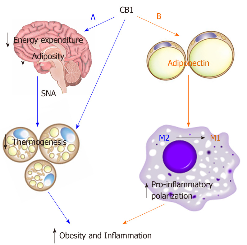 Schematic diagram of summary. Cannabinoid type 1 receptor (CB1) utilizes differential mechanisms in control of metabolism and inflammation. A: CB1 decreases thermogenesis in BAT through sympathetic nerve activity to reduce energy expenditure and adiposity. So the effect of CB1 on metabolism is adiponectin-independent; B: CB1 suppresses adiponectin in adipose tissue, which diminishes the anti-inflammatory effect of adiponectin, thus promoting macrophage pro-inflammatory polarization. So the effect of CB1 on inflammation is adiponectin-dependent. Thus, CB1 utilizes differential mechanisms in control of metabolism and inflammation: its effect on metabolism is adiponectin-independent while effects on inflammation are adiponectin-dependent. Thus, adiponectin is not required for CB1-mediated metabolism, but is required for CB1-mediated inflammation.