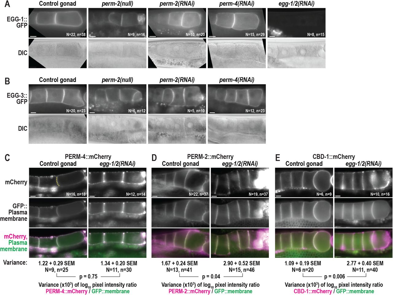 The PERM complex and EGG complex are structurally independent.Widefield fluorescence and DIC images of gonads from control, RNAi-treated, or perm-2(null) worms that express EGG-1::GFP (A), EGG-3::GFP (B), PERM-4::mCherry (C), PERM-2::mCherry (D), or CBD-1::mCherry (E). N=number of adults, n=number of gonads. For (C)-(E), irregular distribution of fluorescent markers was calculated as variance in log10 fluorescence intensity ratios between mCherry-tagged proteins and a GFP::plasma membrane marker along oocyte boundaries (dotted yellow line in C). SEM, standard error of the mean. N=number of gonads, n=number of oocyte boundaries. P-values calculated by unpaired student’s t-test with unequal variance. Scale bars, 10um.