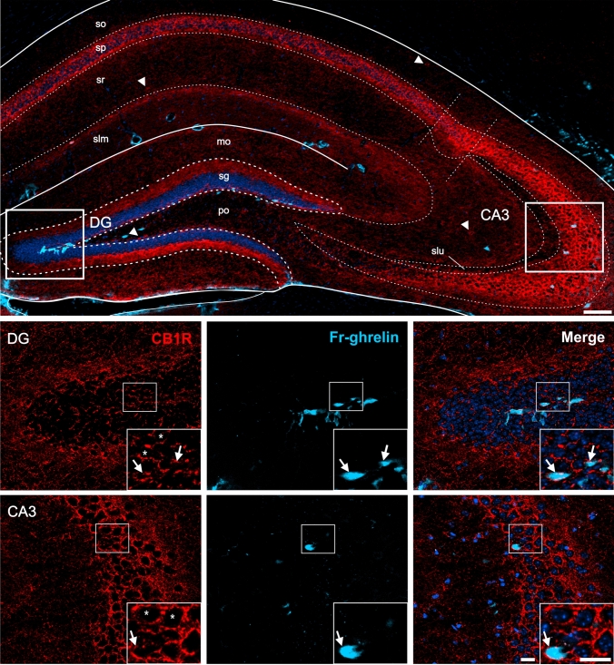 CB1R+ and Fr-ghrelin signals in the hippocampus of WT mice centrally-injected with the fluorescent ghrelin analog. Representative microphotograph of brain coronal section of WT mice ICV-injected with Fr-ghrelin (cyan) subjected to fluorescent immunostaining against CB1R (red) showing dentate gyrus (DG) and field CA3 (CA3). DG cells are arranged in layers denoted as molecular layer (mo), polymorphic layer (po), granular cell layer (sg). CA3 cells are arranged in layers denoted as stratum lacunosum moleculare (slm), stratum lucidum (slu), stratum oriens (so), pyramidal layer (sp), stratum radiatum (sr). Cell nuclei were labeled with Hoechst (blue). Insets show high magnification images of the area marked in the low magnification image. Arrows mark cells showing double Fr-ghrelin+ and CB1R+ signals. Asterisks indicate CB1R+ signal with a dense meshwork-like pattern. Arrowheads point at intensely stained CB1R+ cell bodies that lack Fr-ghrelin+ signal. Scale bars: 100 µm (low magnification image) and 20 µm (high magnification images)