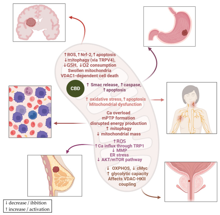CBD’s effects on mitochondria in different types of cancer (glioma, gastric cancer, leukaemia, lymphoma, breast and prostate cancer). In glioma models, CBD increases ROS and Nrf-2 levels, stimulates apoptosis, decreases mitophagy through TRPV4, reduces glutathione levels, decreases oxygen consumption, leads to mitochondrial swelling and VDAC1-dependent cell death. In gastric cancer models, CBD increases Smac release and caspase levels and stimulates apoptosis. In the lymphoma model, it increases oxidative stress, stimulates apoptosis and leads to mitochondrial dysfunction. In leukaemia models, CBD induces Ca overload, leads to mitochondrial permeability transition pore formation and disrupted energy production, increases mitophagy and reduces mitochondrial mass. In breast cancer models, CBD increases ROS and calcium influx through TRPV1, reduces mitochondrial membrane potential, induces endoplasmic reticulum stress and inhibits AKT/mTOR pathway. In prostate cancer models, CBD decreases oxidative phosphorylation, reduces cMyc, increases glycolytic capacity and affects VDAC–HKII coupling. ER—endoplasmatic reticulum; GSH—glutathione; mPTP—mitochondrial permeability transition pore; MMP—mitochondrial membrane potential; OXPHOS—oxidative phosphorylation; HK—hexokinase. The figure was created with the help of BioRender.com.