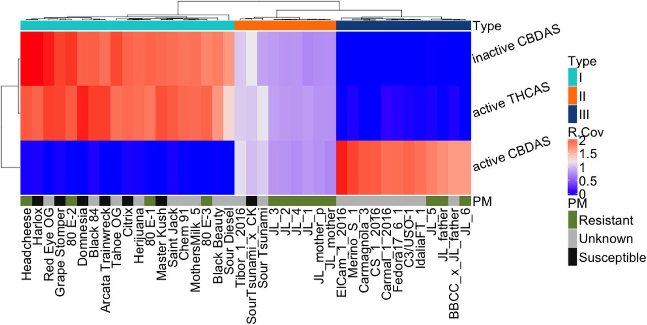 Copy number variation of the THCA and CBDA synthase gene normalized to whole genome coverage across 40 cultivars is shown. X-axis contains sample names. Y-axis contains the synthase gene names from contig742 and contig1772. Blue is deleted and red is diploid. Type I samples are on the right. Type II samples are in the center and Type III samples are on the left. The most common Bt:Bd allele across 40 genomes (x-axis) is a full gene deletion of THCAS or CBDAS. PM resistance genes are not in linkage with synthase genes.