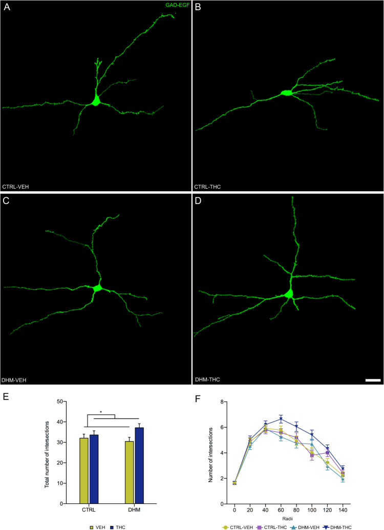 Dendritic arborization in interneurons of the prefrontal cortex.a–d Representative images of GAD-EGFP-expressing interneurons showing the dendritic arbor in the four experimental conditions. e Graph showing the number of total intersections. f Graph showing the number of intersections each 20 micron. Black asterisk in E represents statistically significant effects of THC administration after two-way ANOVA analysis. p < 0.05 (*). Bars represent the mean ± S.E.M. Scale bar: 25 μm. n = 6 animals/group.