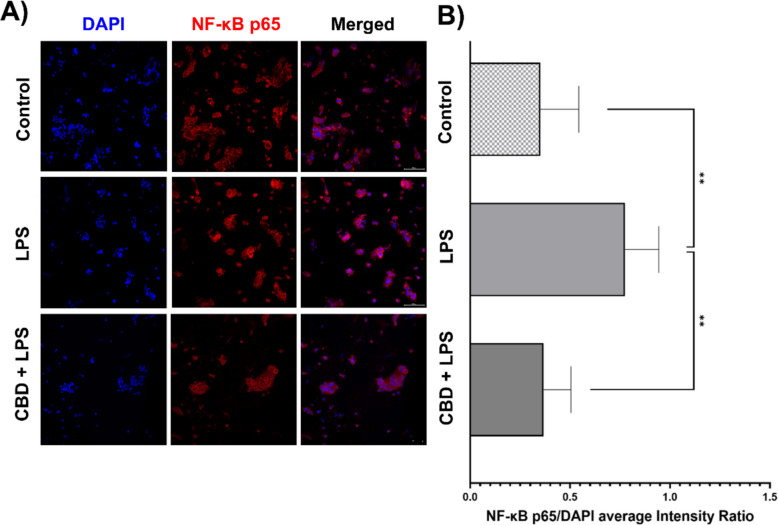 CBD modulates NF-κB p65 nuclear translocation in primary trophoblasts upon LPS stimulation. Representative confocal immunofluorescence images and intensity profile analysis of NF-κB p65 (red) and DAPI (blue, nuclear stain) in human primary cytotrophoblasts under different treatment conditions. A Representative confocal immunofluorescence images of primary human cytotrophoblasts showing DAPI (blue, nuclear stain), NF-κB p65 (red), and merged channels under three treatment conditions: untreated control (media only), 0.5 μg/ml LPS stimulation for 40 min, and CBD pre-treatment (31.80 μM, 24 h) followed by LPS (0.5 μg/ml, 40 min). Images illustrate the redistribution of NF-κB p65 from the cytoplasm to the nucleus upon LPS stimulation and its attenuation by CBD. B Quantification of the nuclear NF-κB p65 intensity relative to DAPI (NF-κB p65/DAPI ratio) across treatment groups. Data represent mean ± SD from n = 5 independent experiments. Statistical significance was assessed using one-way ANOVA followed by Dunnett’s multiple comparisons test versus the LPS group. *p < 0.05, **p < 0.01, ***p < 0.001. Scale bar = 100 μm. Magnification: 20 ×