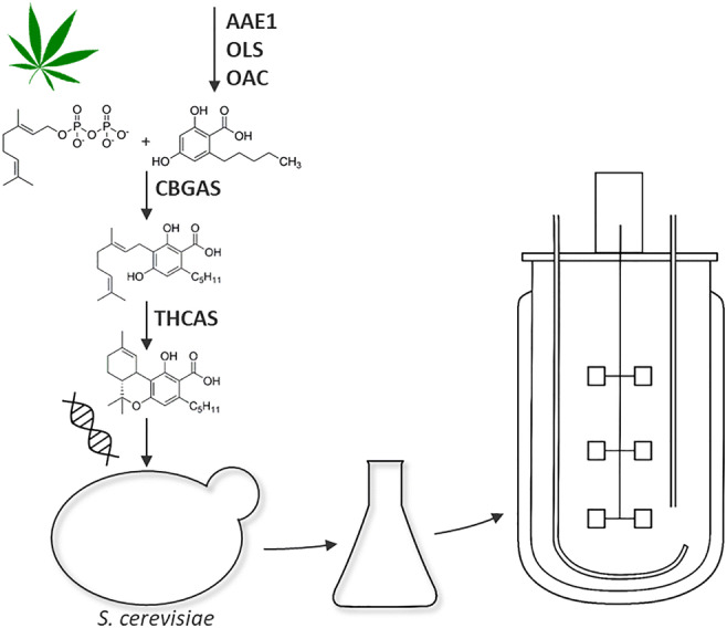 Graphical abstract