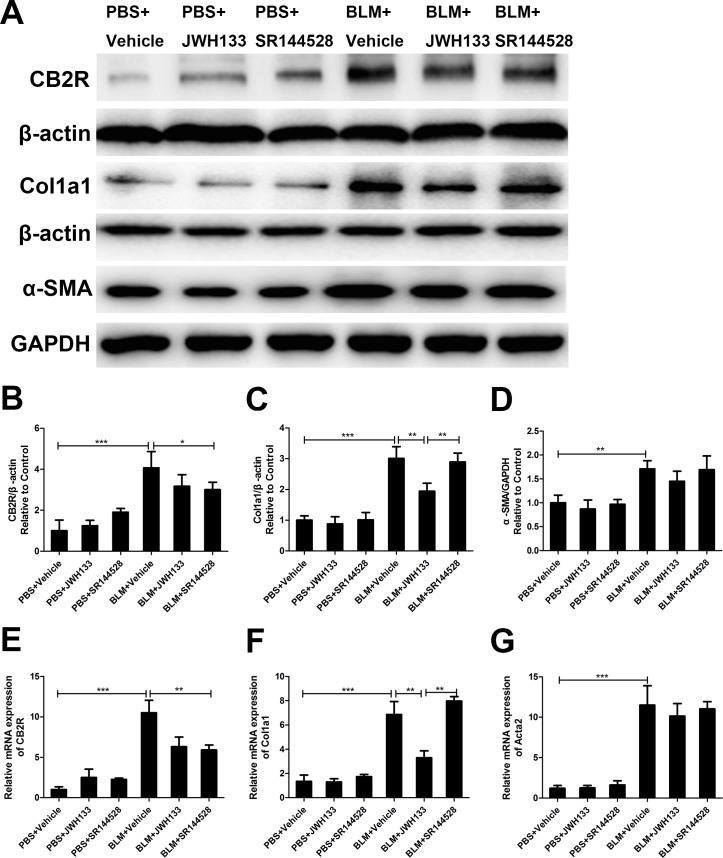 CB2R agonist JWH133 prevents bleomycin-induced collagen I expression in mice lung tissueThe expression of cannabinoid receptor type 2 (CB2R), collagen I (Col1a1) and α-SMA (Acta2) were evaluated by western blotting (A) and RT-qPCR (E, F and G); B, C and D: quantification of CB2R, Col1a1 and Acta2. Graphs show mean ± SD of at least six mice for each group. *P < 0.05, **P < 0.01, ***P < 0.001.
