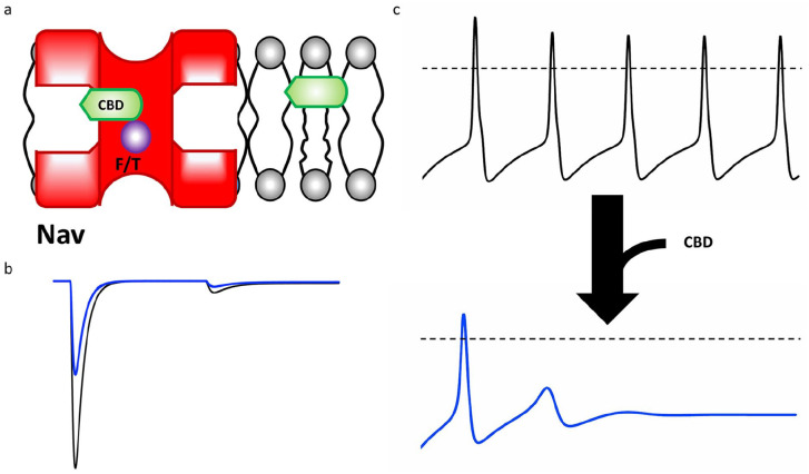Cannabidiol (CBD) pathway and effect on excitability. (a) The pathway of CBD from the lipid phase through the voltage-gated sodium (Nav) fenestration and into the pore, where it interacts to some extent by the local anesthetic (LA) site F or T residues, depending on the Nav channel. (b) CBD blocking generic peak, persistent, and resurgent sodium currents. (c) The general effect CBD on a generic action potential morphology.