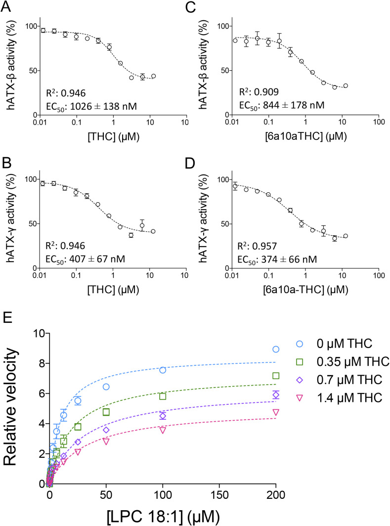 Inhibition of ATX by plant-derived THC and synthetic 6a10aTHC.(A, B, C, D) Dose–response analysis of (A) ATX-β and (B) ATX-γ with THC and LPC 18:1, and of (C) ATX-β and (D) ATX-γ with 6a10aTHC and LPC 18:1. (E) Mode of inhibition of THC with ATX-γ indicates a mixed-type inhibition. All error bars represent the SEM (n = 3).