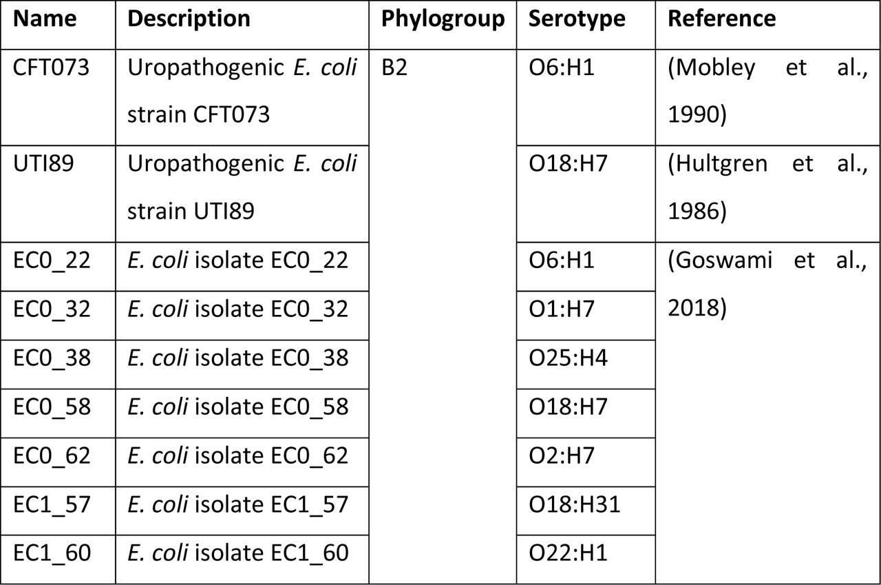 Strains used in this study