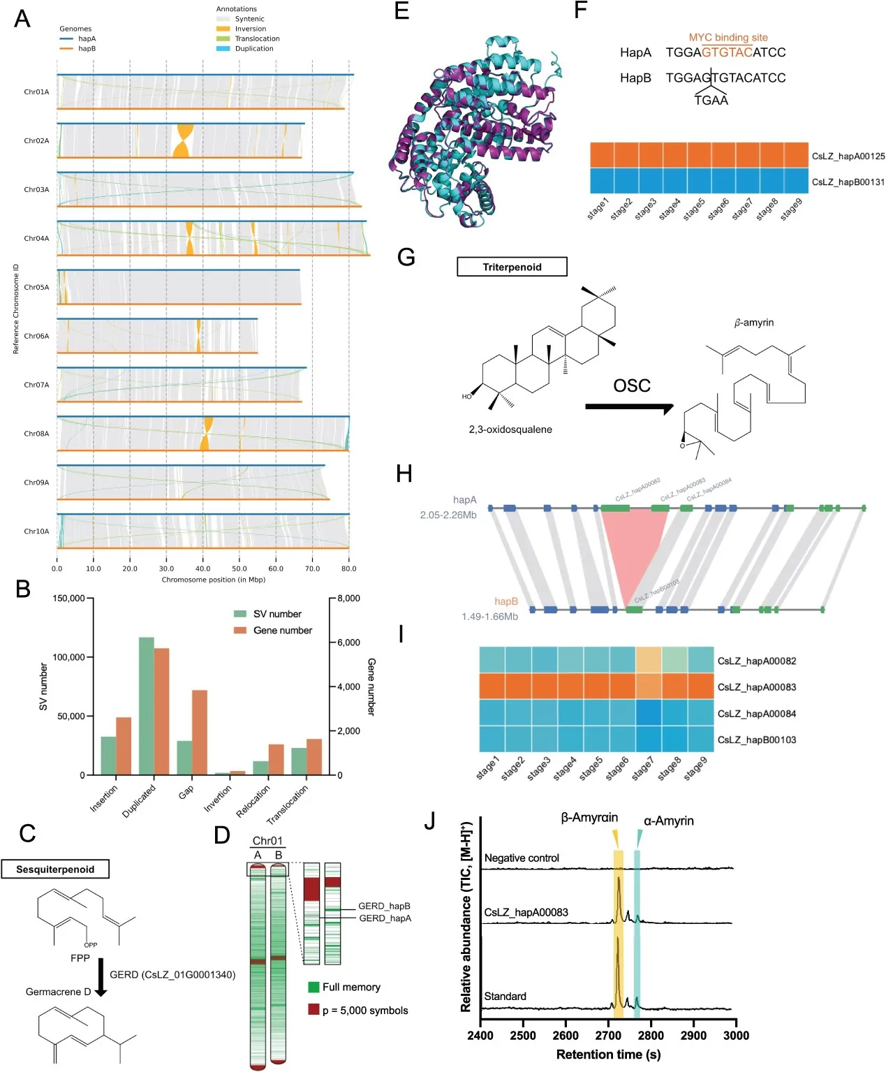 Haplotype-specific structural variation drives allelic divergence in terpene biosynthesis. (A) SVs between HapA and HapB. (B) Total number of variations and overall number of genes containing SVs in the gene region. (C) Structure and catalytic reaction of GERD. (D) Low complexity map of chromosome 1. (E) Multi-sequence comparison between GERD_HapA and GERD_HapB. (F) Differences in GERD expression and promoter region in different haplotypes. (G) Catalytic reaction of OSC. (H) Copy number variation of OSC in different hap. (I) OSC expression heatmap. (J) GC–MS extracted ion chromatogram of m/z 218 in tobacco co-expressing CsLZ_hapA00083 and CsHMGR1.